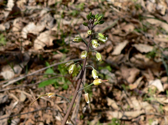 {Boechera laevigata}